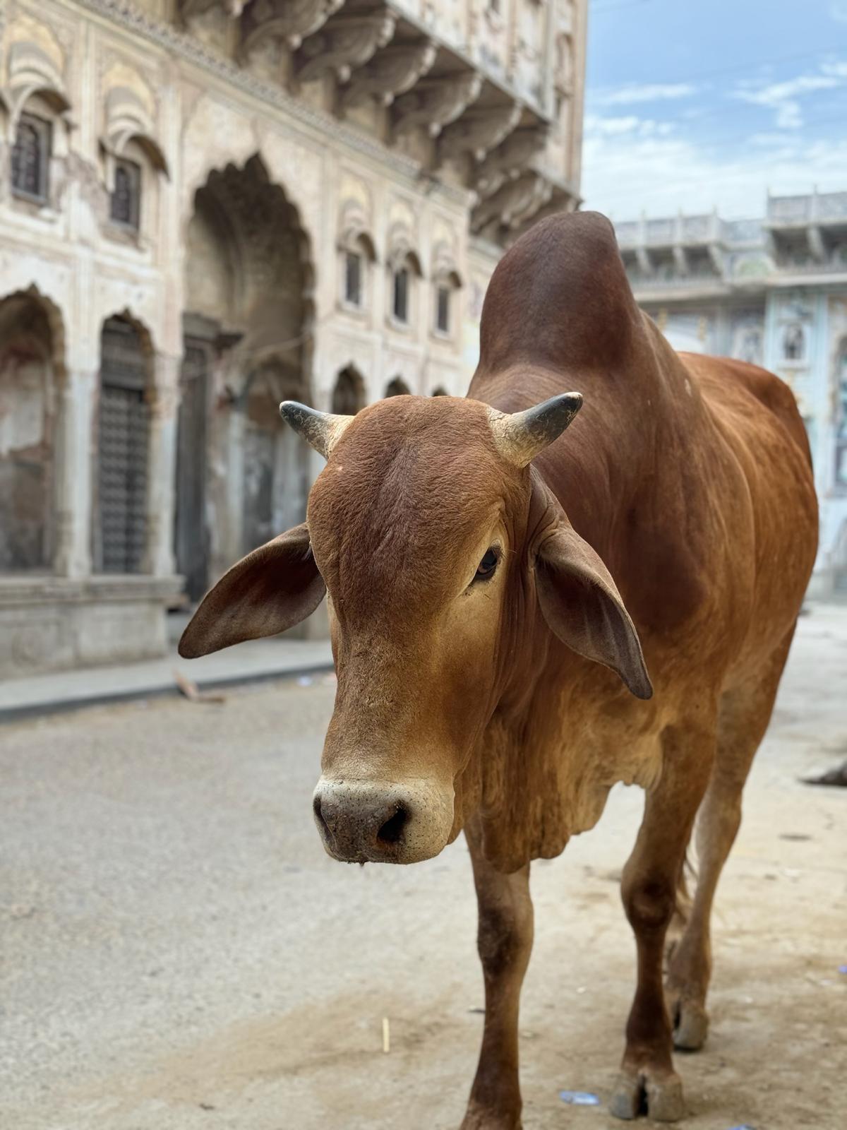 Triangulo de oro con Udaipur 